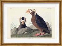 Framed Pl 249 Tufted Auk