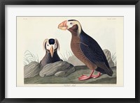 Framed Pl 249 Tufted Auk