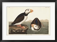 Framed Pl 293 Large-billed Puffin