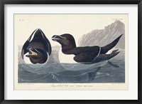 Framed Pl 214 Razor-billed Auk