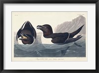 Framed Pl 214 Razor-billed Auk