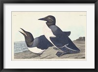 Framed Pl 218 Foolish Guillemot