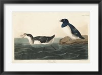 Framed Pl 339 Little Auk