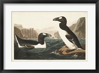 Framed Pl 341 Great Auk