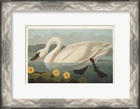 Framed Pl 411 Common American Swan