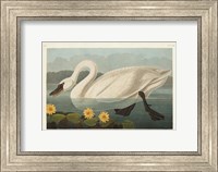 Framed Pl 411 Common American Swan
