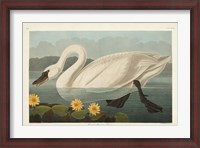 Framed Pl 411 Common American Swan