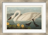 Framed Pl 411 Common American Swan