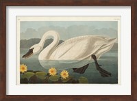 Framed Pl 411 Common American Swan