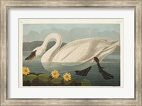 Framed Pl 411 Common American Swan