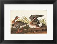 Framed Pl 286 White-fronted Goose