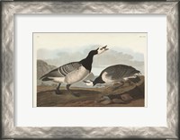 Framed Pl 296 Barnacle Goose