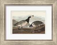 Framed Pl 296 Barnacle Goose
