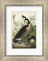 Framed Pl 201 Canada Goose