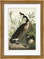 Framed Pl 201 Canada Goose