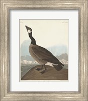 Framed Pl 277 Hutchinss Barnacle Goose