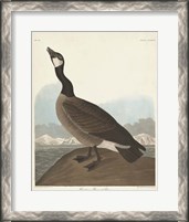 Framed Pl 277 Hutchinss Barnacle Goose