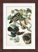 Framed Pl 206 Wood Duck