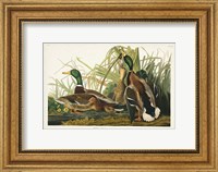 Framed Pl 221 Mallard Duck