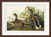 Framed Pl 221 Mallard Duck
