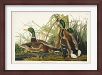 Framed Pl 221 Mallard Duck