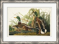 Framed Pl 221 Mallard Duck