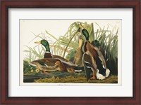 Framed Pl 221 Mallard Duck