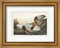 Framed Pl 301 Canvas-backed Duck