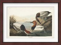 Framed Pl 301 Canvas-backed Duck