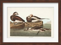 Framed Pl 312 Long-tailed Duck