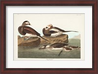 Framed Pl 312 Long-tailed Duck