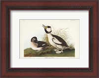 Framed Pl 325 Buffel-headed Duck