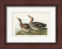 Framed Pl 348 Galdwell Duck