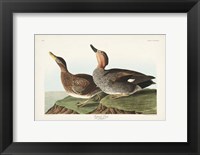 Framed Pl 348 Galdwell Duck