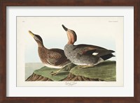 Framed Pl 348 Galdwell Duck