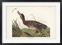 Framed Pl 338 Bemaculated Duck