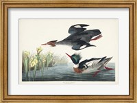 Framed Pl 401 Red-breasted Merganser Duck