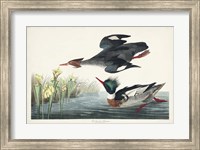 Framed Pl 401 Red-breasted Merganser Duck