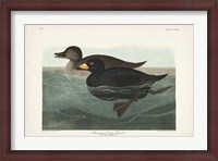 Framed Pl 408 American Scoter Duck