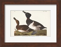 Framed Pl 234 Ring-necked Duck