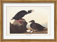 Framed Pl 317 Black or Surf Duck