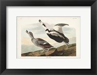 Framed Pl 332 Pied Working Duck
