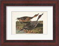 Framed Pl 227 Pin-tailed Duck