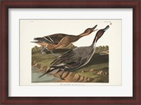 Framed Pl 227 Pin-tailed Duck