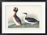 Framed Pl 259 Horned Grebe