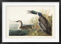 Framed Pl 306 Great Northern Diver or Loon