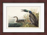 Framed Pl 306 Great Northern Diver or Loon