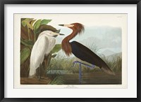 Framed Pl 256 Purple Heron