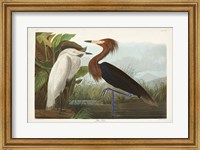 Framed Pl 256 Purple Heron