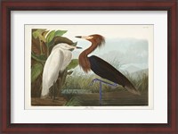 Framed Pl 256 Purple Heron